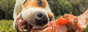 Barfen – den Hund mit rohem Fleisch artgerecht füttern
