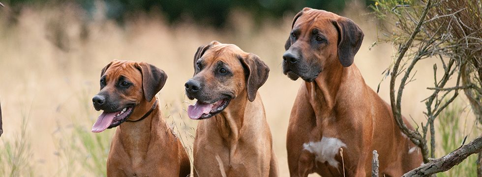 Drei Hunde sitzen auf einer Wiese und warten